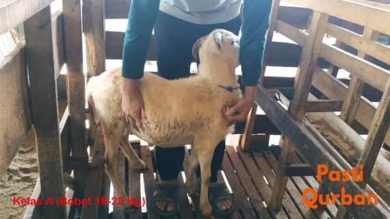 Jual Domba Qurban