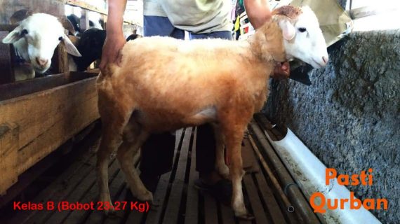 Jual Domba Qurban