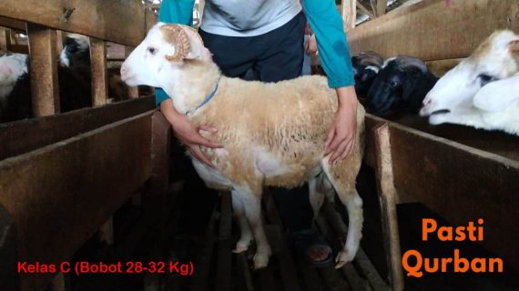 Jual Domba Qurban