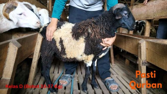 Jual Domba Qurban