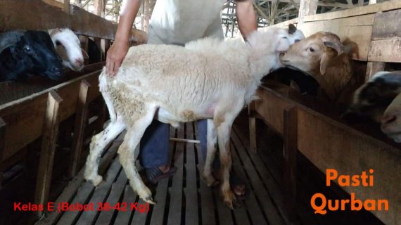 Jual Domba Qurban