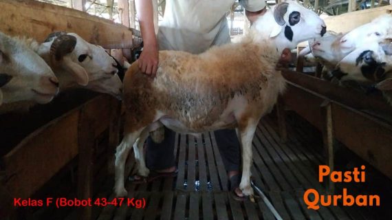 Jual Domba Qurban