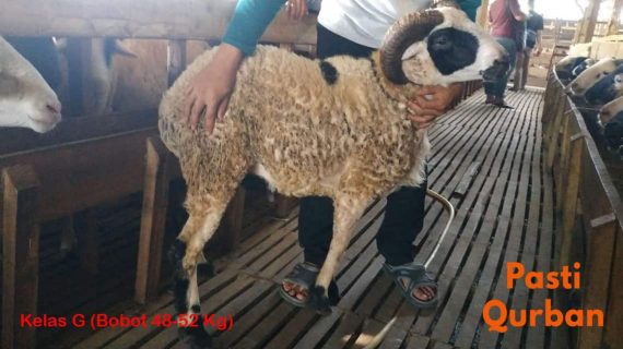 Jual Domba Qurban