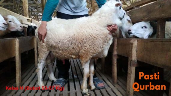 Jual Domba Qurban