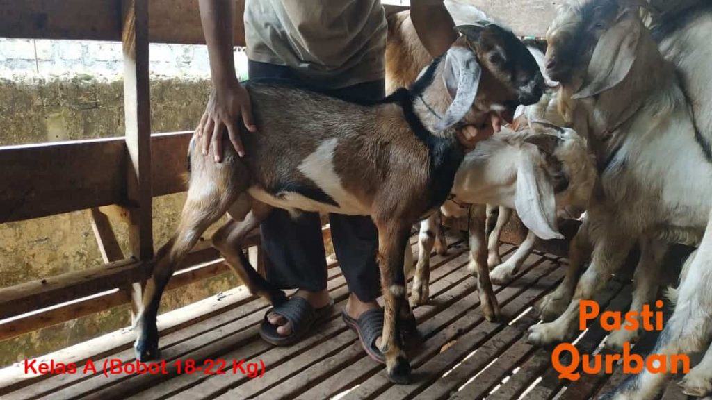 Jual Kambing Qurban