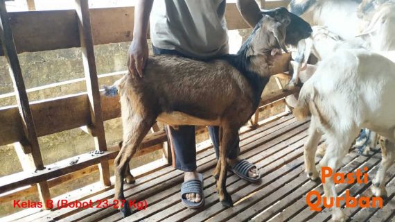 Jual Kambing Qurban
