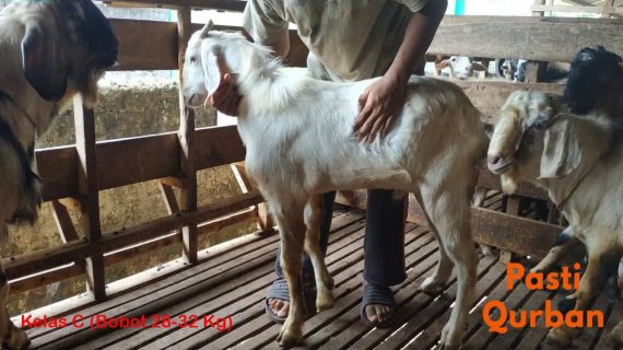 Jual Kambing Qurban
