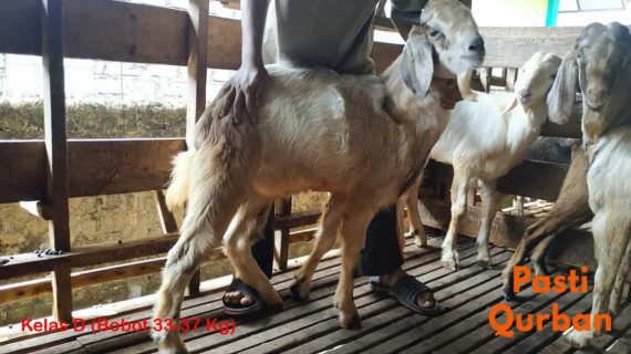 Jual Kambing Qurban