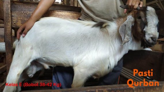 Jual Kambing Qurban