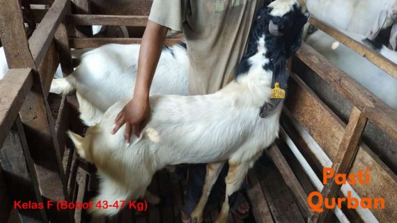 Jual Kambing Qurban