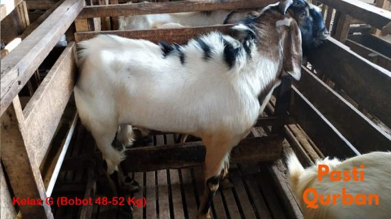 Jual Kambing Qurban