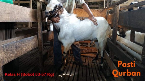 Jual Kambing Qurban