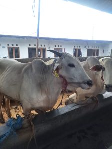Jual Sapi Kurban Pasti Qurban Harga Murah Online Terdekat Sapi PO Bekasi