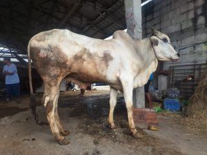 Jual Sapi Kurban Pasti Qurban Harga Murah Online Terdekat PO Jakarta