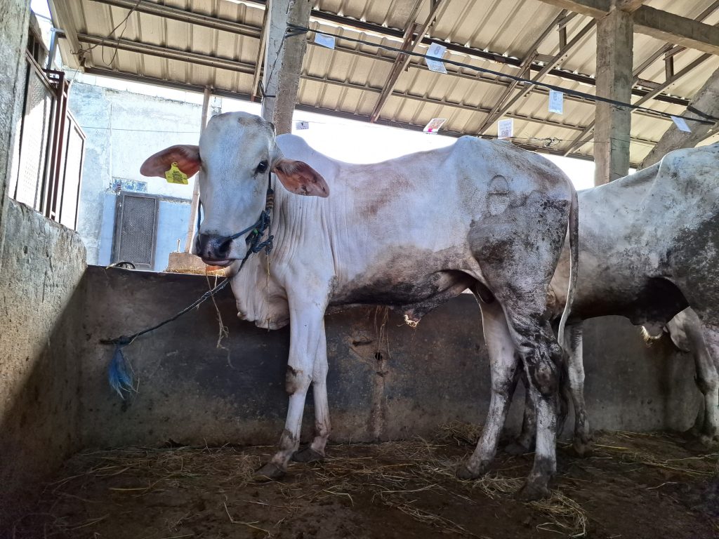 Jual Sapi Kurban Pasti Qurban Harga Murah Online Terdekat Sapi PO Bogor