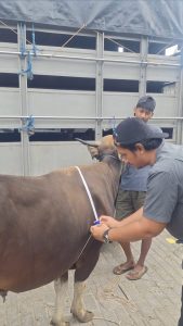 Jual Sapi Kurban Pasti Qurban Harga Murah Online Terdekat depok
