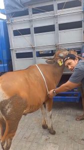 Jual Sapi Kurban Pasti Qurban Harga Murah Online Terdekat Bekasi