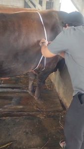 Jual Sapi Kurban Pasti Qurban Harga Murah Online Terdekat jakarta barat