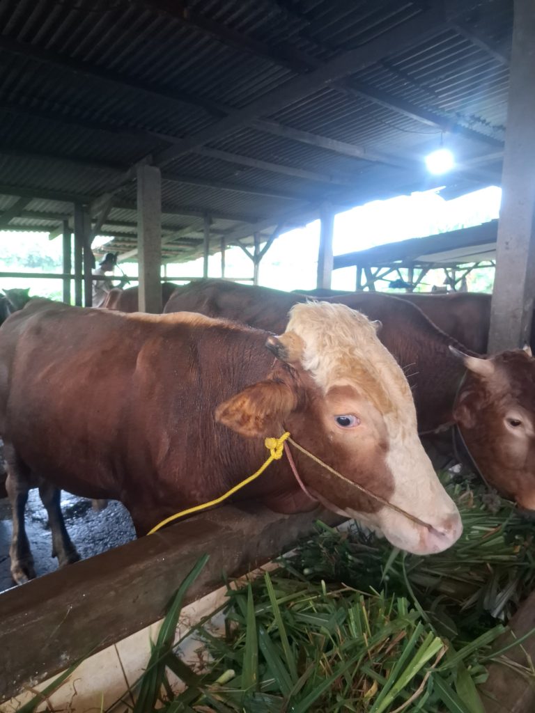 Jual Sapi Kurban Pasti Qurban Harga Murah Online Terdekat Sapi Simental Depok