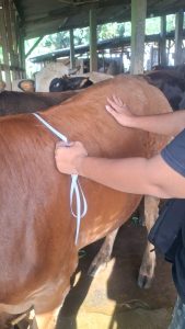 Jual Sapi Kurban Pasti Qurban Harga Murah Online Terdekat jakarta timur