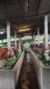 Jual Sapi Kurban Pasti Qurban Harga Murah Online Terdekat bekasi barat