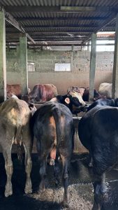 Jual Sapi Kurban Pasti Qurban Harga Murah Online Terdekat jakarta pusat