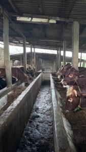 Jual Sapi Kurban Pasti Qurban Harga Murah Online Terdekat jakarta utara