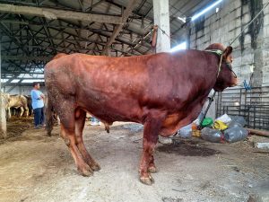 Jual Sapi Kurban Pasti Qurban Harga Murah Online Terdekat Sapi Simental Bekasi