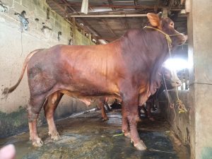 Jual Sapi Kurban Pasti Qurban Harga Murah Online Terdekat