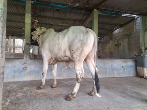 Jual Sapi Kurban Pasti Qurban Harga Murah Online Terdekat Sapi PO Depok